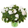 Impatiens Plants - Diadem Frost