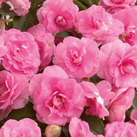 Impatiens Plants - Diadem Pink