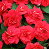 Impatiens Plants - Diadem Red