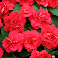 Impatiens Plants - Diadem Red