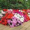Impatiens Plants - F1 Dezire Mixed