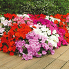 Impatiens Plants - F1 Select Mix