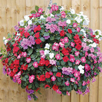Impatiens Plants - F1 Select Mix