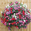 Impatiens Plants - F1 Select Mix