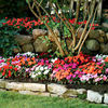Impatiens Plants - New Guinea Florific