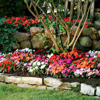 Impatiens Plants - New Guinea Florific