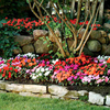 Impatiens Plants - New Guinea Florific