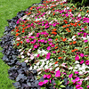 Impatiens Plants - New Guinea Florific