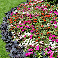 Impatiens Plants - New Guinea Florific