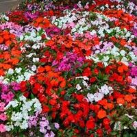 Impatiens Plants - (New Guinea) Florific™
