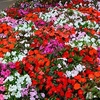 Impatiens Potted Plant - (New Guinea) Florific™