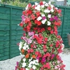 Impatiens Seeds - Tumber Trailing Mixed