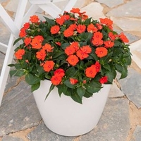 Impatiens Sunpatiens Plant - Electric Orange
