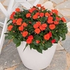 Impatiens Sunpatiens Plant - Electric Orange