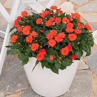 Impatiens Sunpatiens Plant - Electric Orange