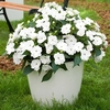 Impatiens Sunpatiens Plants - Compact White