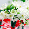 Indoor Bulb Lucky Dip