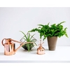 Indoor Copper Watering Can and Mister