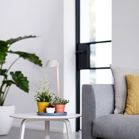 Indoor Plant Light Care