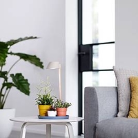 Indoor Plant Light Care