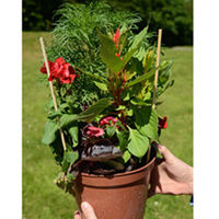 Instant Garden Potted Plants