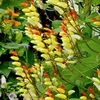 Ipomoea lobata Seeds - Jungle Queen