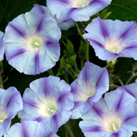 Ipomoea Seeds - Dacapo Light Blue