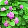 Ipomoea Seeds - Rosa Volant