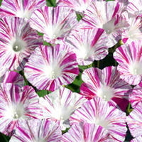 Ipomoea Seeds - Venice Pink