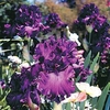 Iris Bare Root - Cantina (Re-Blooming)