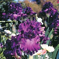 Iris Bare Root - Cantina (Re-Blooming)