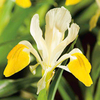 Iris bucharica Bulbs