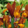 Iris Bulbs - Autumn Princess