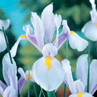 Iris Bulbs - Carmen