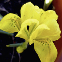 Iris Bulbs - Danfordiae