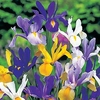 Iris Bulbs - Hollandica Mix