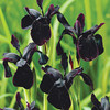 Iris chrysographes Plants- Black Form