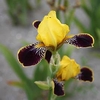 Iris Germanica Bulbs - Bumblebee Deelite