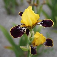 Iris Germanica Bulbs - Bumblebee Deelite