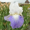 Iris Germanica Bulbs - Mission Ridge