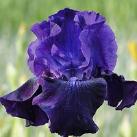 Iris Germanica Bulbs - Rosalie Figge
