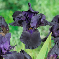 Iris germanica Plant - Black Dragon