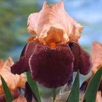 Iris germanica Plant - Cimarron Strip