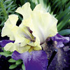 Iris germanica Plant - Edith Wolford