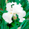 Iris germanica Plants - Collection
