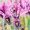 Iris histroides Bulbs - George