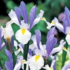 Iris Hollandica Bulbs - Silver Beauty