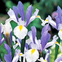 Iris Hollandica Bulbs - Silver Beauty