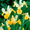 Iris Hollandica Bulbs - Symphony