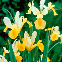 Iris Hollandica Bulbs - Symphony